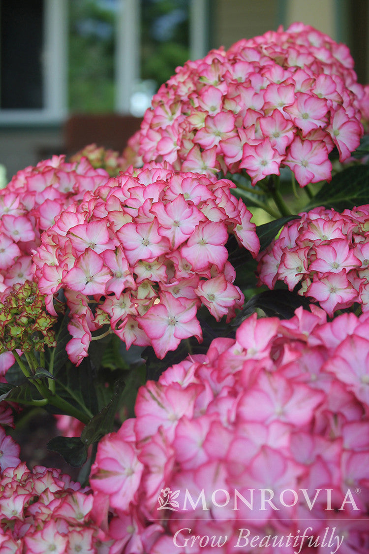 Seaside Serenade® Fire Island Hydrangea - Monrovia – Pike Nursery
