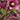 Cascade™ Blush Hellebore - Monrovia