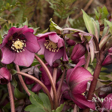 Cascade™ Blush Hellebore - Monrovia