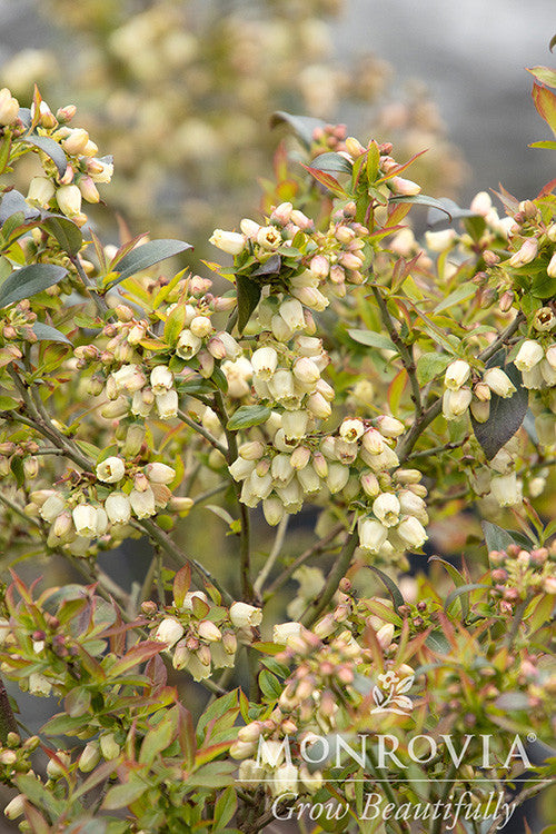 Bountiful™ Delight Blueberry - Monrovia – Pike Nursery