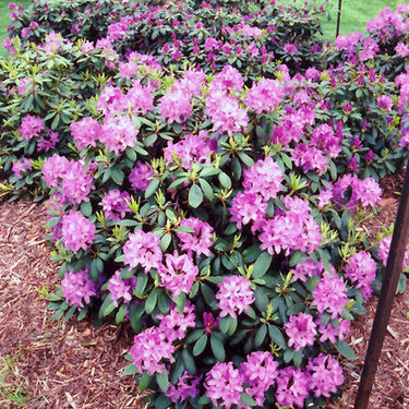 Roseum Elegans Rhododendron