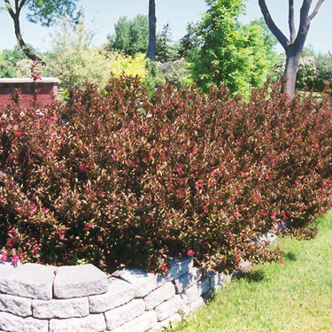 Wine and Roses® Weigela