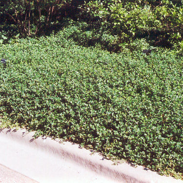 Bowles Periwinkle