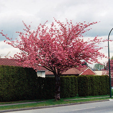Kwanzan Flowering Cherry