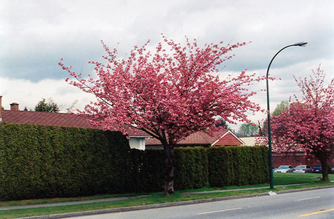 Kwanzan Flowering Cherry