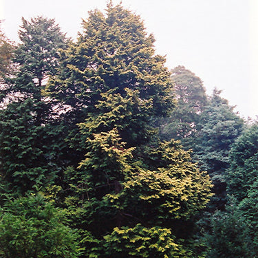 Golden Hinoki Falsecypress