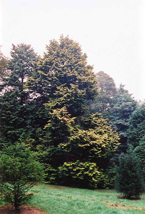 Golden Hinoki Falsecypress