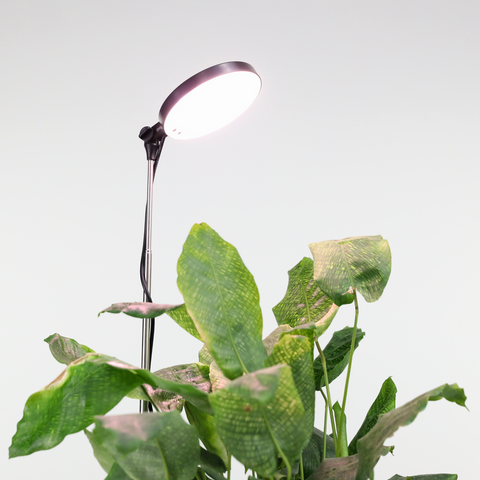 house plant uplighters Mossify, Adjustable LED Plant Light White