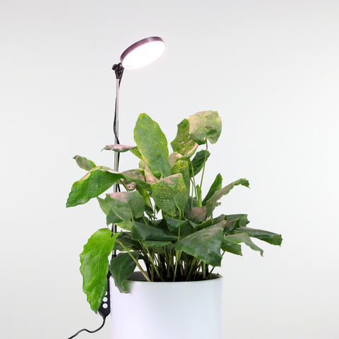 plant pot light Mossify, Adjustable LED Plant Light White