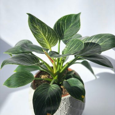 Birkin Philodendron