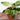 Birkin Philodendron
