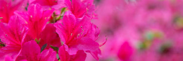 Bloom- A- Thon Hot Pink Azalea