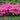 Bloom- A- Thon Hot Pink Azalea