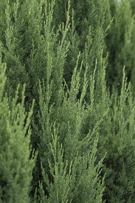 Monrovia Blue Point Juniper