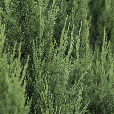 Blue Point Juniper - Monrovia