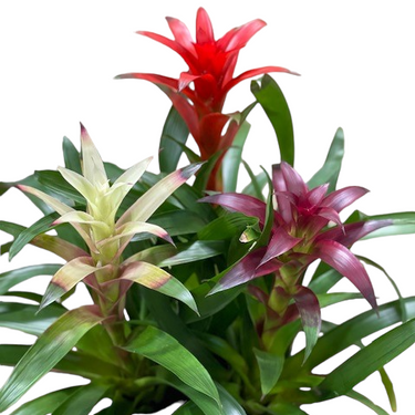 Bromeliad Triple Combo Arrangement