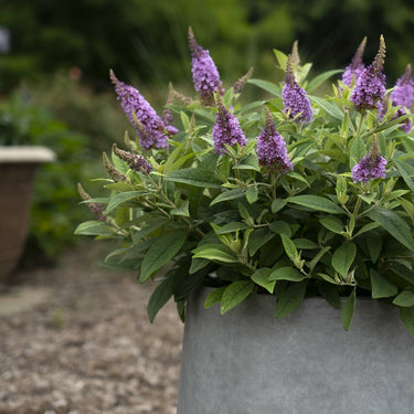 Dapper Lavender Butterfly Bush