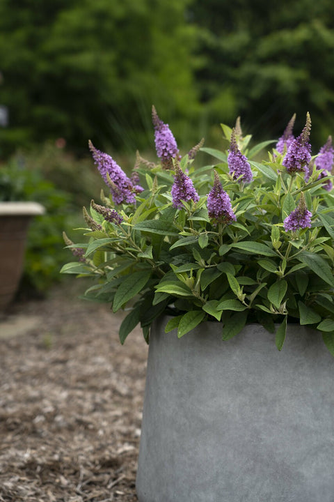 butterfly lavender plant Dapper Lavender Butterfly Bush – Pike Nursery