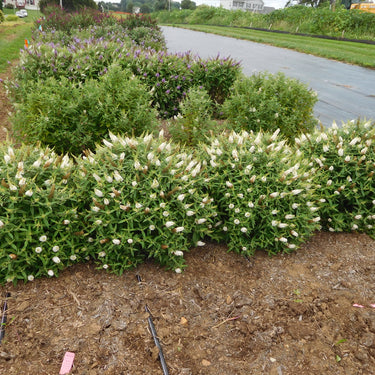 Dapper White Butterfly Bush