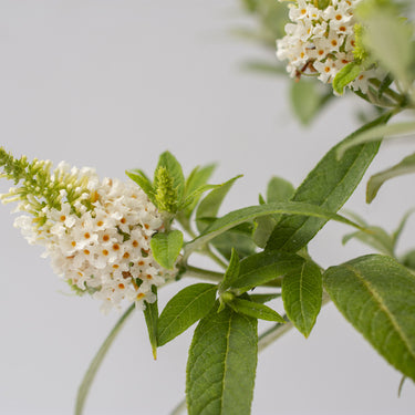 Dapper White Butterfly Bush