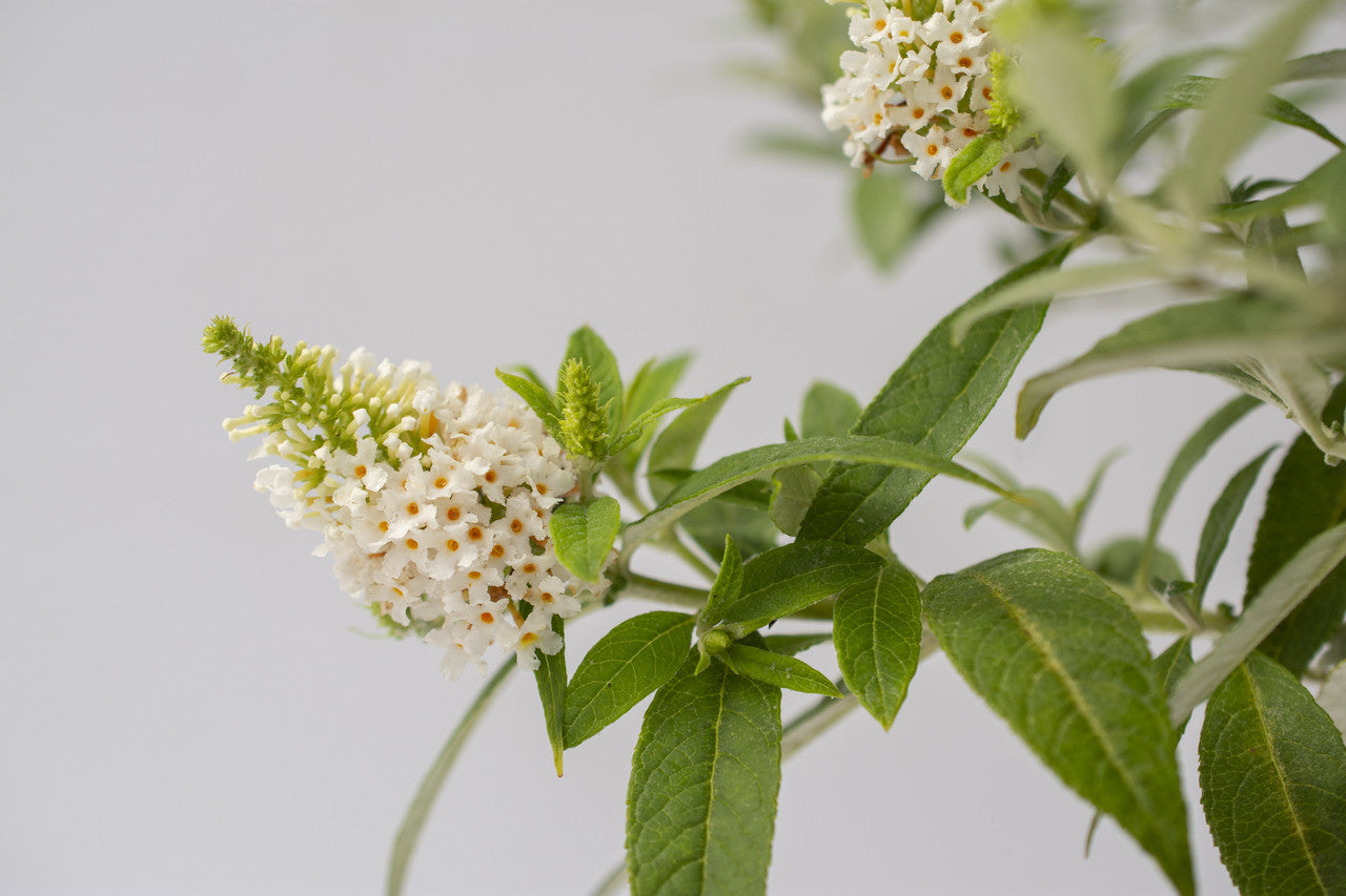 Dapper White Butterfly Bush Pike Nursery