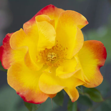 Sunset Horizen Rose