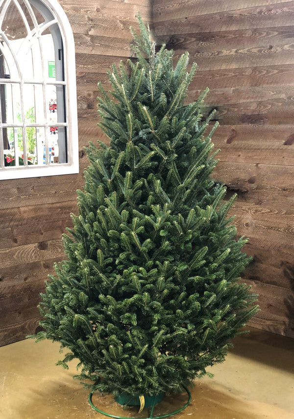 Fraser Fir Cut Christmas Tree