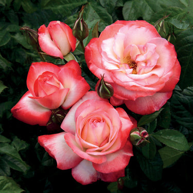 Coretta Scott King Rose