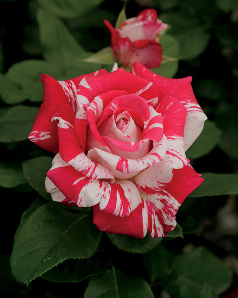 neil diamond rose seeds Neil Diamond Rose – Pike Nursery