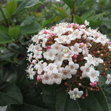 Shades Of Pink Viburnum