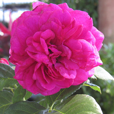 Celestial Night™ Rose
