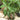 Money Tree