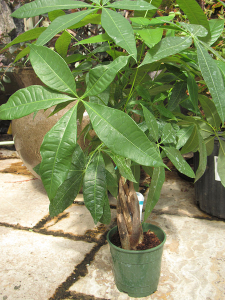 Money Tree