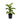 Tropic Snow Dieffenbachia