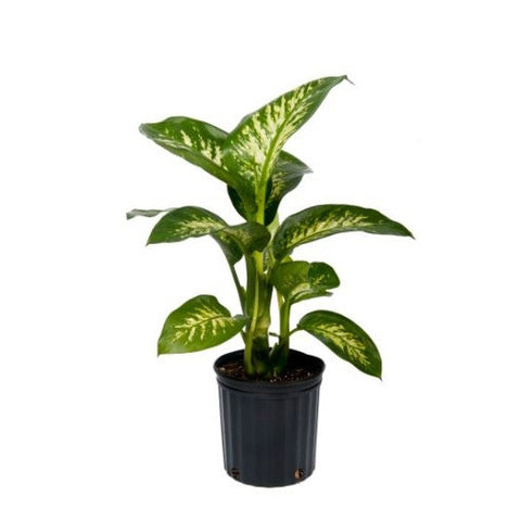 dieffenbachia middle not white Tropic Snow Dieffenbachia – Pike Nursery