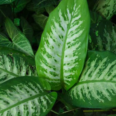 Tropic Snow Dieffenbachia