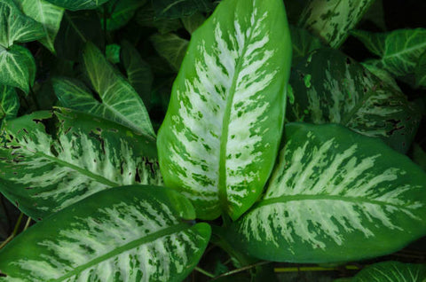 dieffenbachia tropic snow for sale Tropic Snow Dieffenbachia
