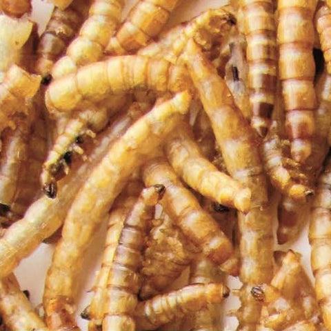 Coles Dried Mealworms - 3.5 oz