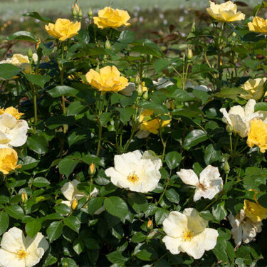 East Bee-zy Knock Out Rose Pulp Pot