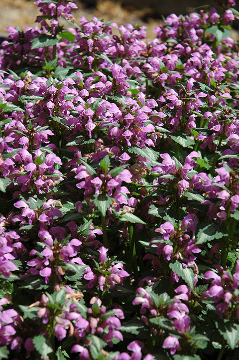 Beacon Silver Spotted Dead Nettle