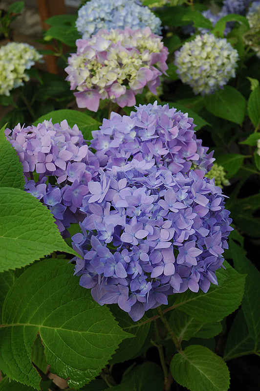 Endless Summer Hydrangea - Thumbnail 2