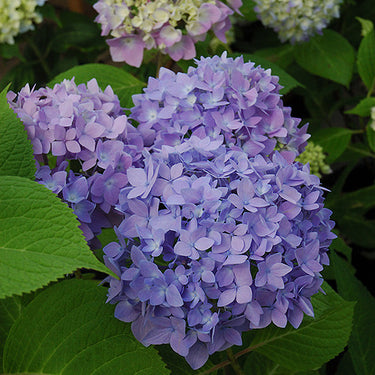 Endless Summer® Hydrangea