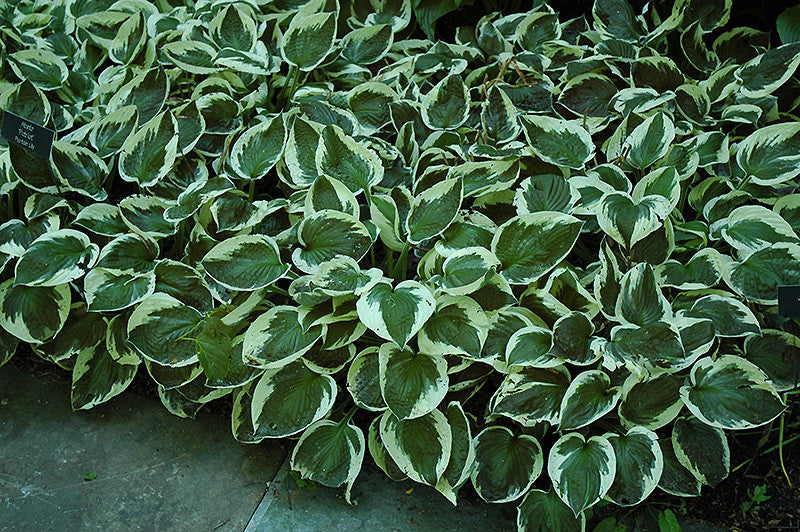 Pike Nursery Patriot Hosta - Thumbnail 3