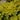 Golden Moss Stonecrop