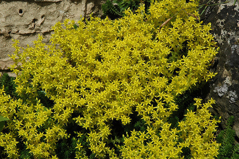 golden glow stonecrop succulent Golden Moss Stonecrop – Pike Nursery