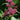Swamp Milkweed