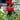 Jacob Cline Beebalm