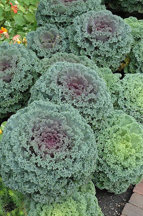 Red Kale