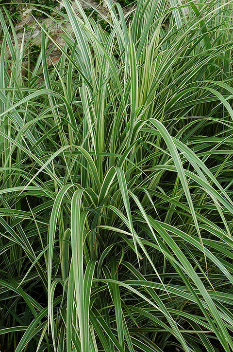 Variegated Silver Grass