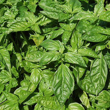 Basil
